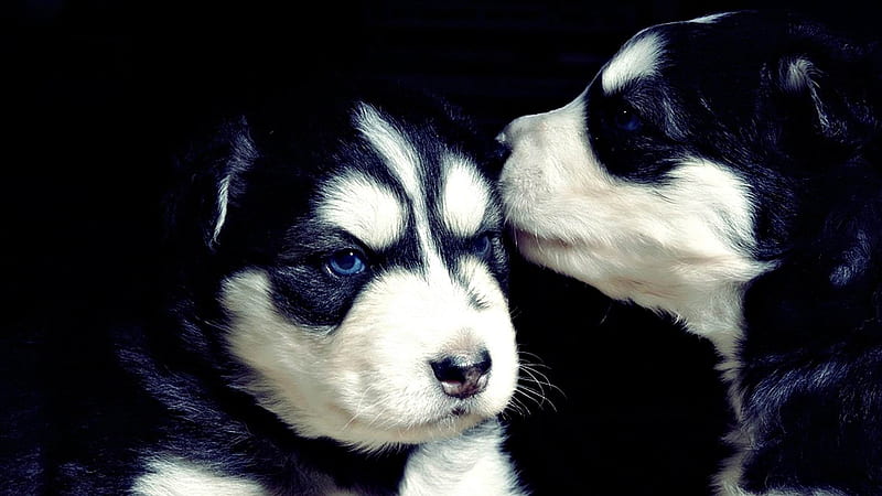 dog Whisperer-dog, HD wallpaper