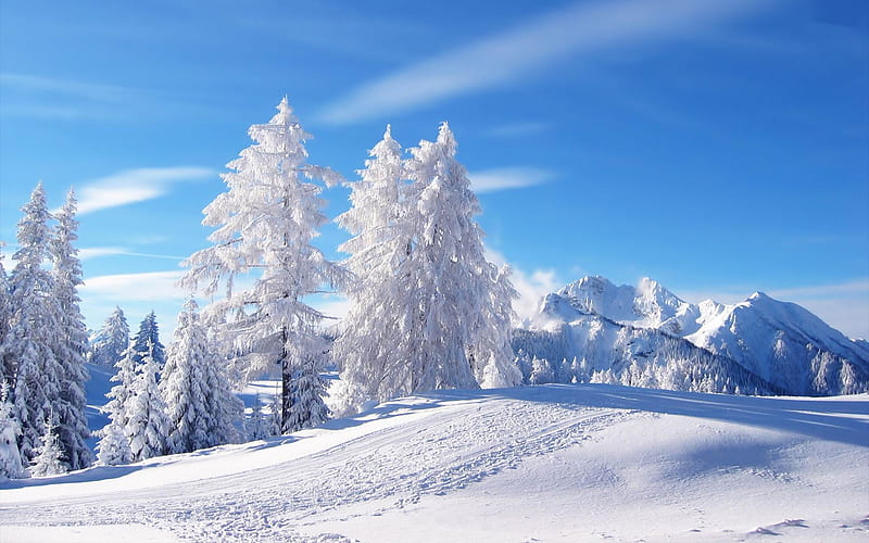 snowed white trees-winter scenery, HD wallpaper