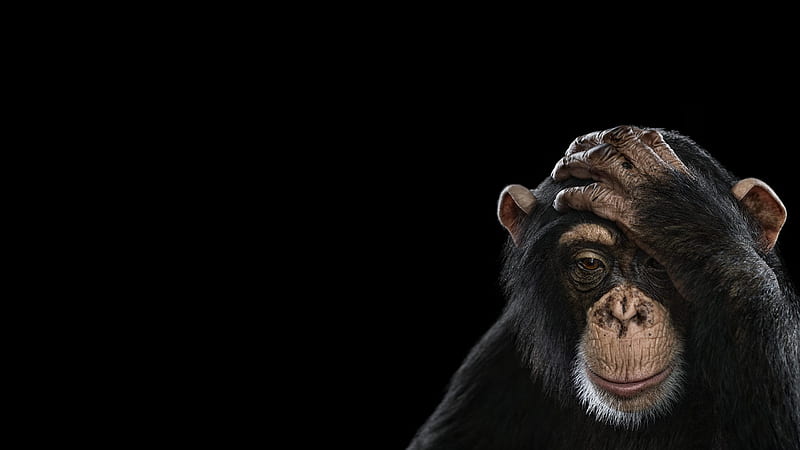 Monkeys, Chimpanzee, HD wallpaper
