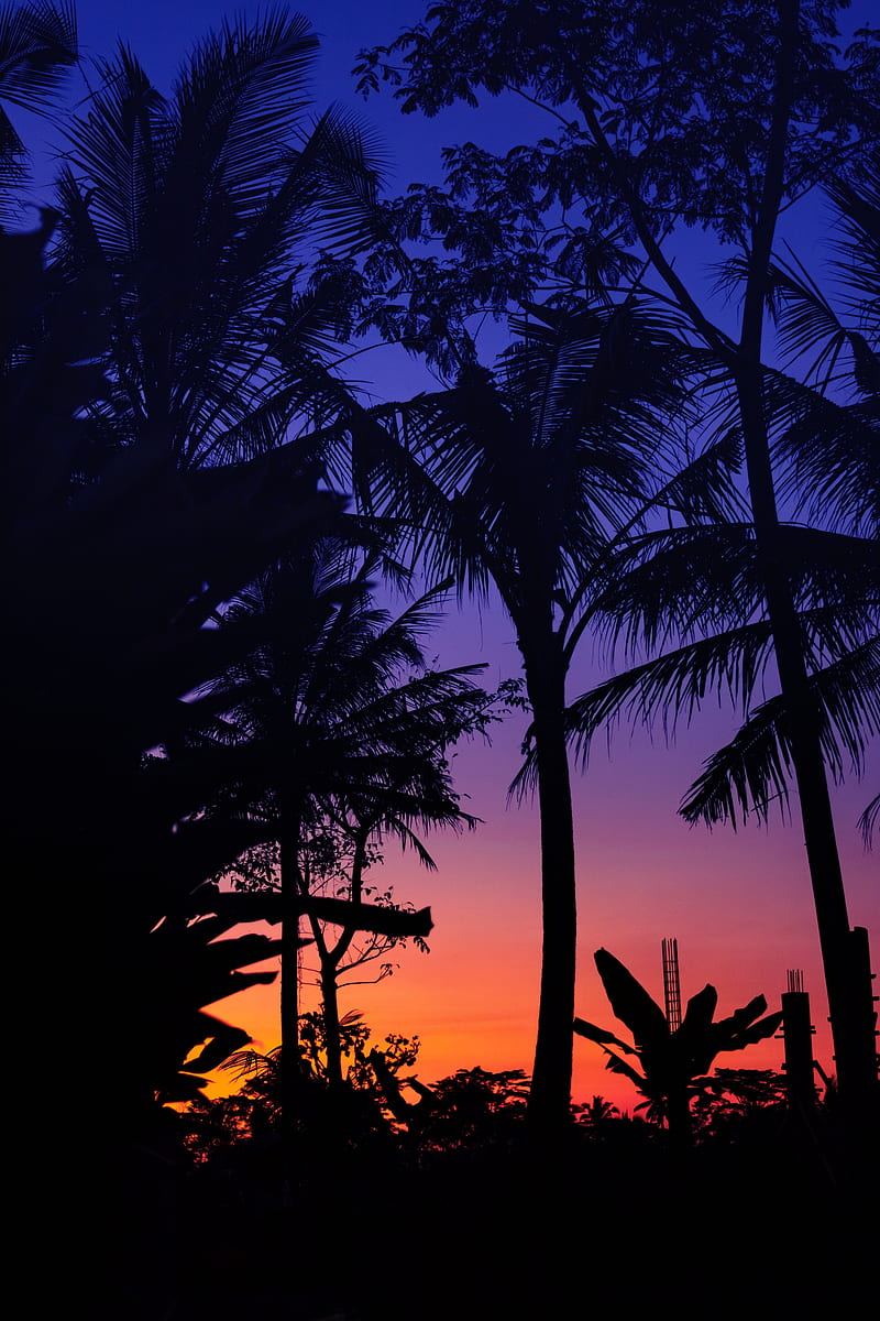 palm trees, dark, silhouettes, twilight, sunset, HD phone wallpaper