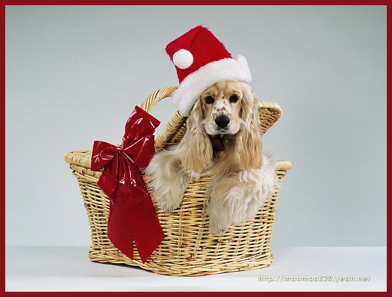 Ready for Christmas, red bow, cocker spaniel, blond, christmas, basket, santa hat, dog, HD wallpaper