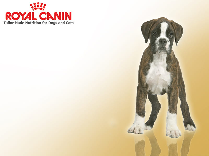 Royal Canin Boxer, royal canin, boxer, animals, dogs, HD wallpaper