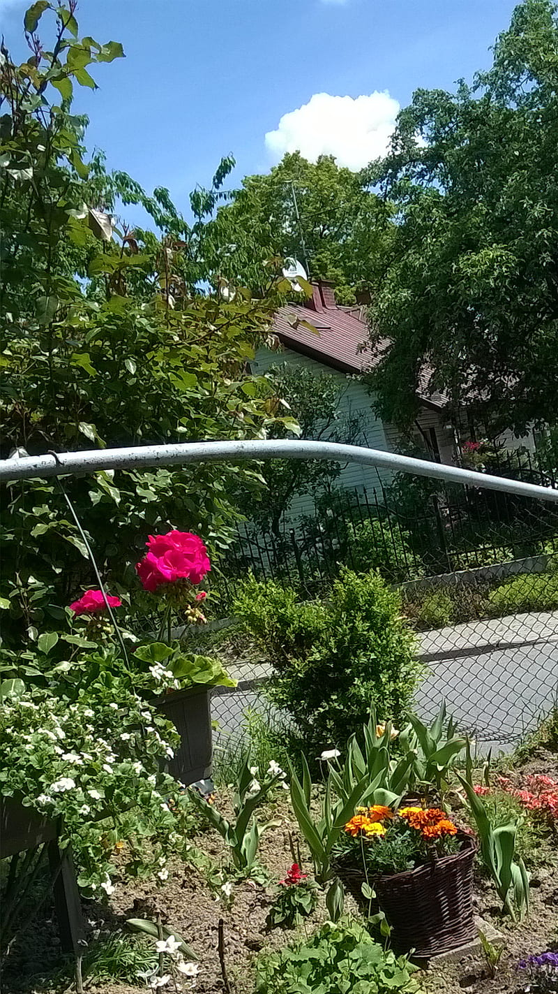 Grandmas garden, flowers, HD phone wallpaper