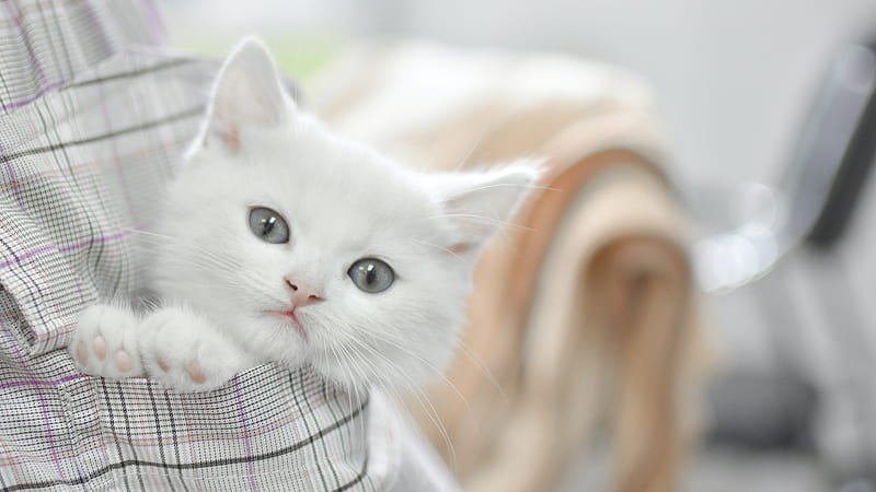 Cute White Cat Kitten Inside Pocket In Blur Background Kitten, HD wallpaper