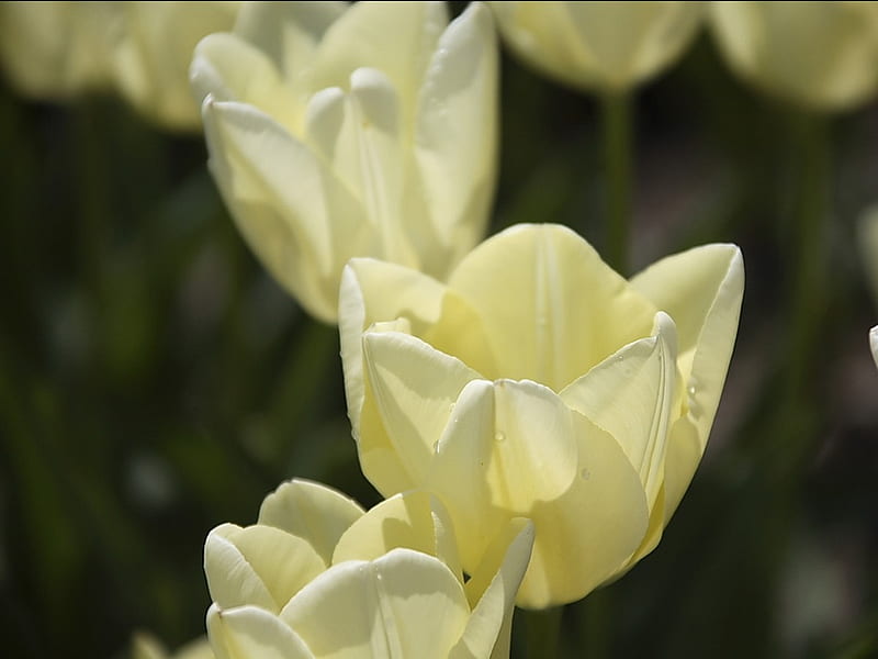 Tulips in Creamy Color- Beautiful Tulip Flowers, HD wallpaper