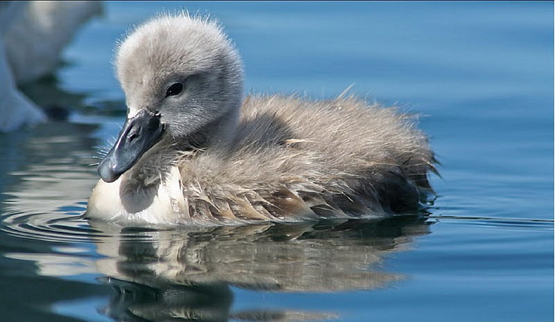 Baby Swan, water, swan, baby, swim, HD wallpaper