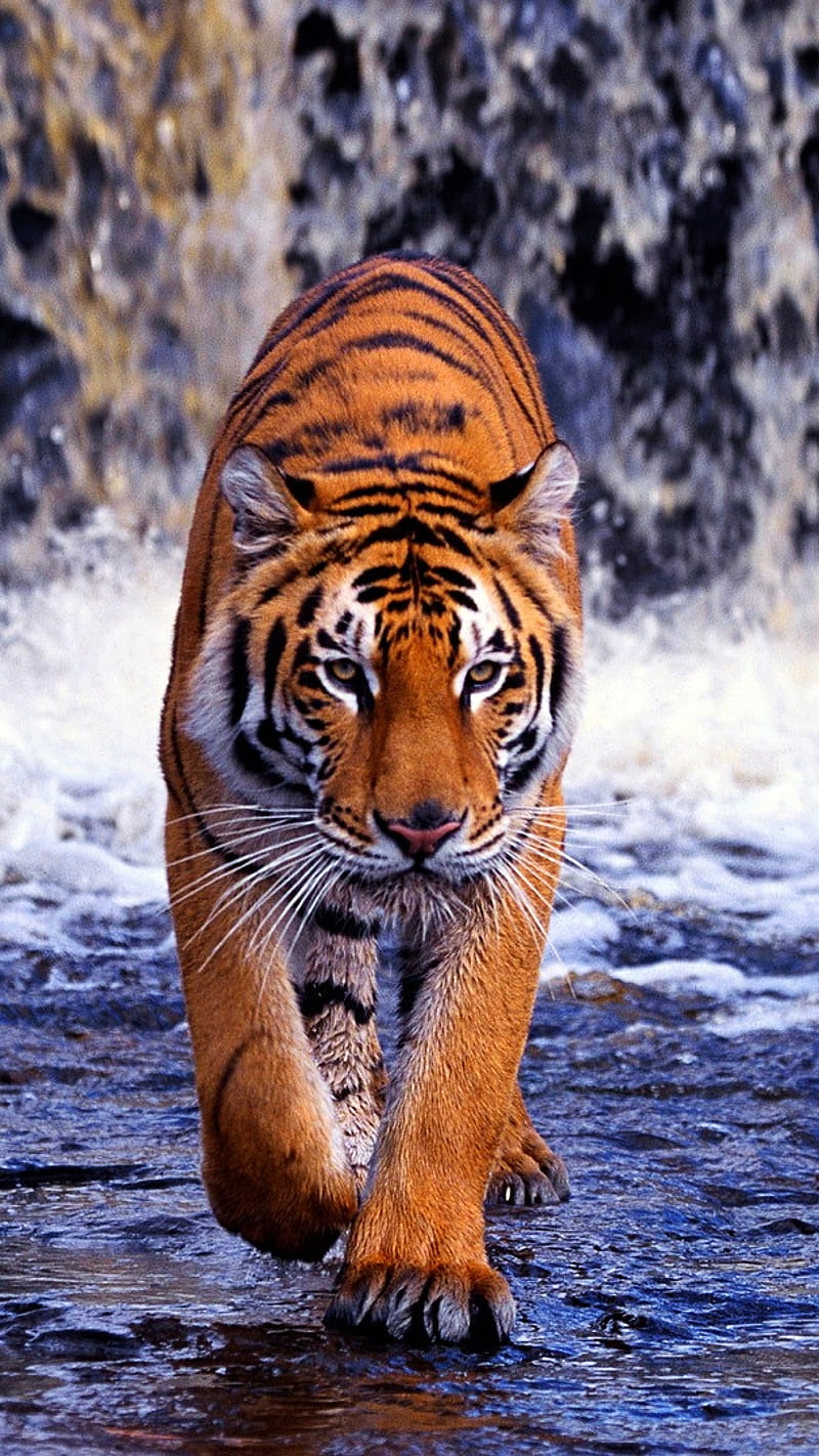 tiger, animal, fall, nature, river, walking, water, wild, HD phone wallpaper