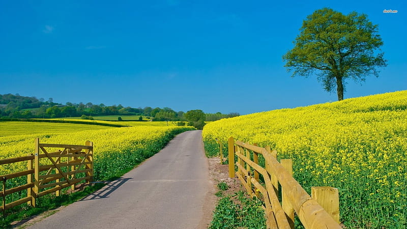 Colza Field, France, fence, yellow, sky, mustard, seeds, tree, daylight, green, day, nature, road, field, blue, HD wallpaper