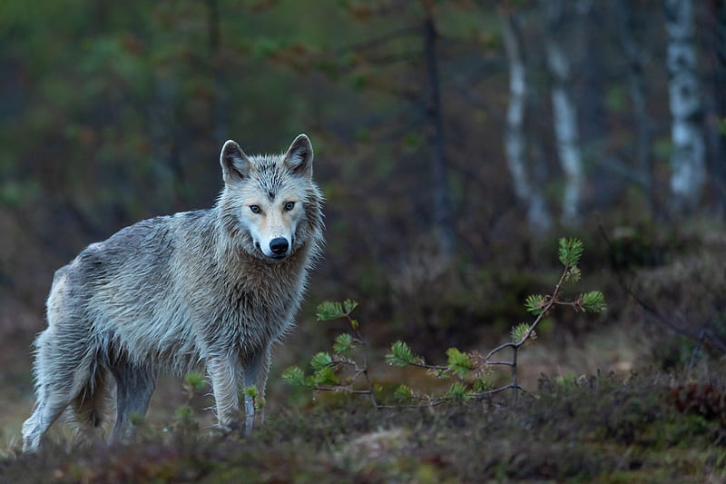 gray wolf on brown grass, HD wallpaper