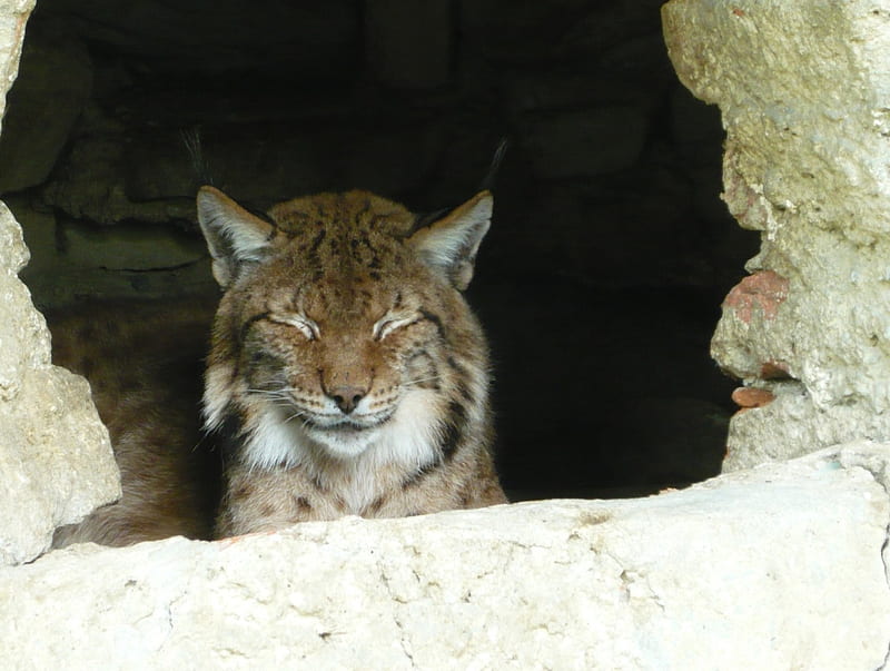 zoo Sibiu, zoo, wildcat, lynx, sibiu, HD wallpaper