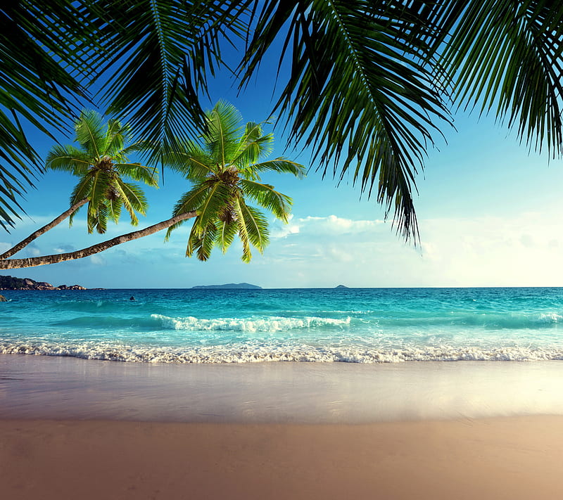 Tropical Beach, palms, sand, sea, HD wallpaper | Peakpx