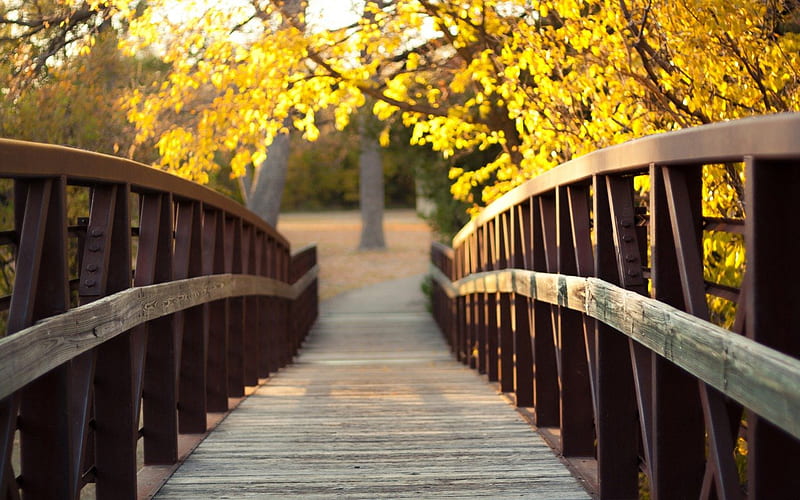 Wooden Bridge, tree, nature, park, bridge, HD wallpaper