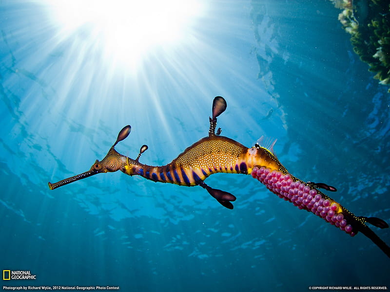 Weedy Sea Dragon-National Geographic graphy, HD wallpaper