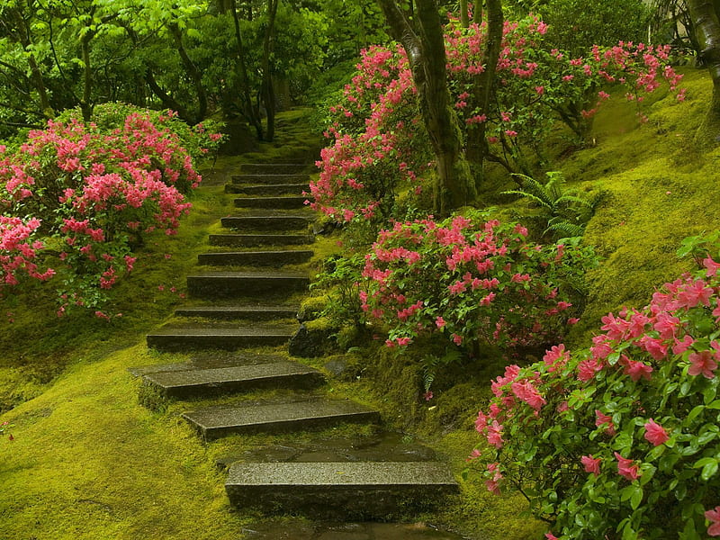 Up the steps, concrete steps, flowers, gardens, azaleas, trees, HD wallpaper