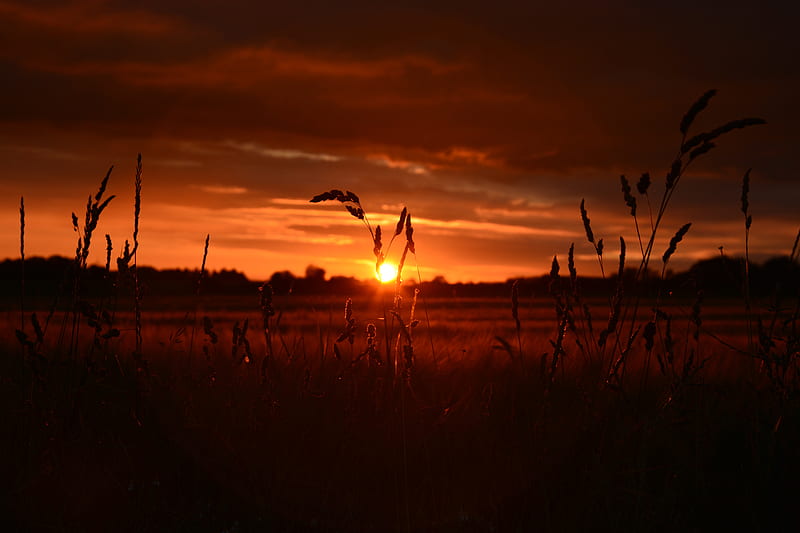 Orange Wheat Field Sunset , field, nature, sunset, HD wallpaper