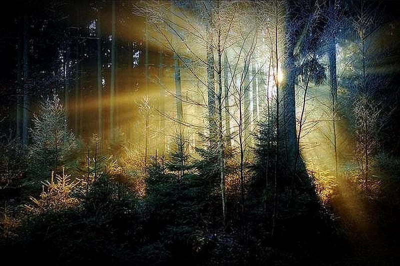 BEAUTIFUL FOREST, forest, foggy, sun, pine, rays, breakthrough, bonito, morning, HD wallpaper