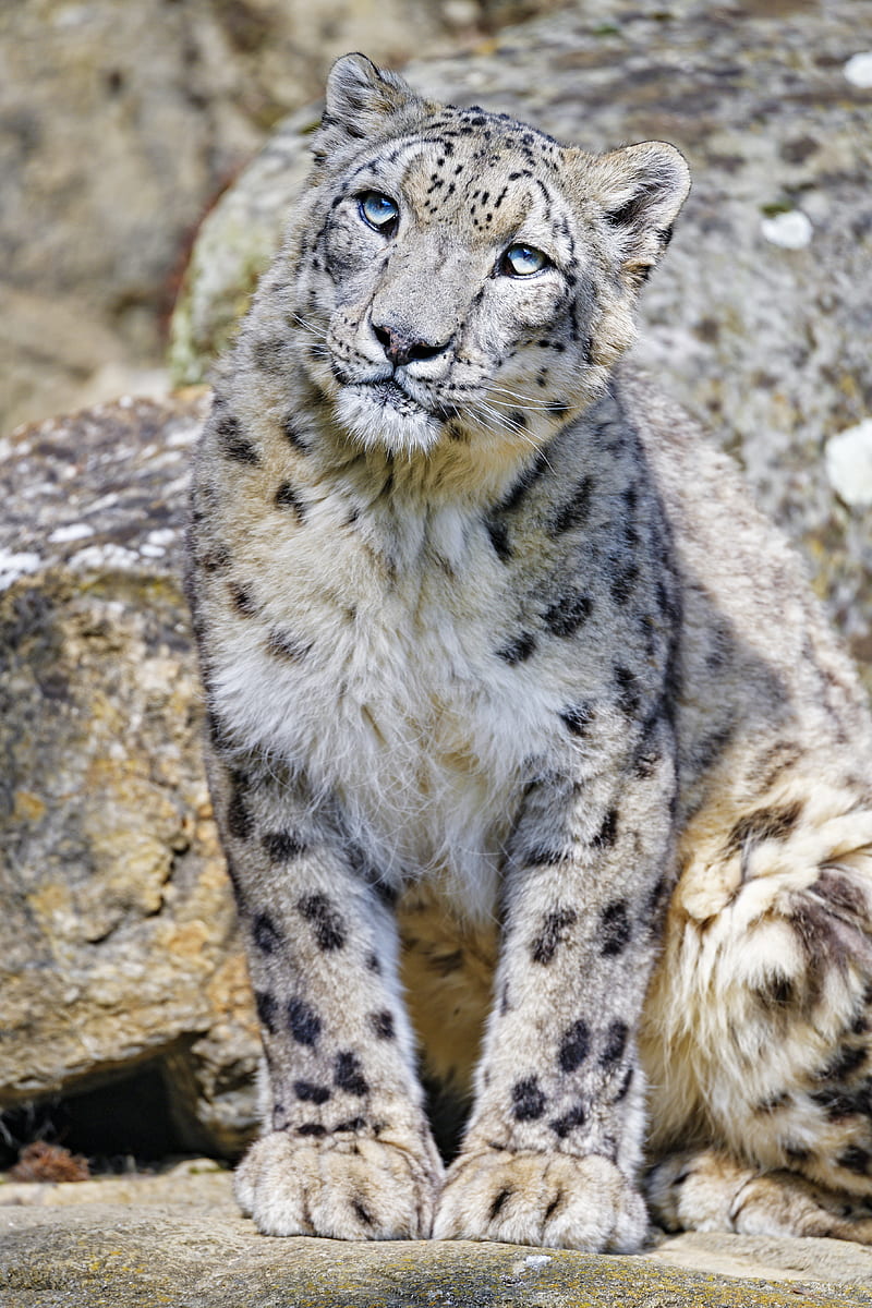 irbis, snow leopard, big cat, animal, predator, HD phone wallpaper