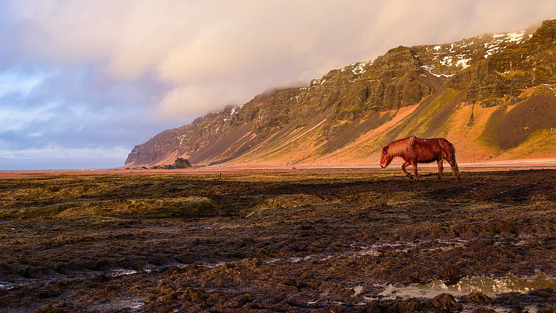 Animal, Horse, Iceland, Mountain, HD wallpaper