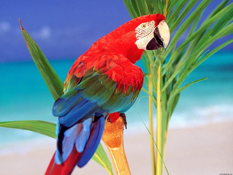 Tropical Colors Parrot-Animal World Series, HD wallpaper