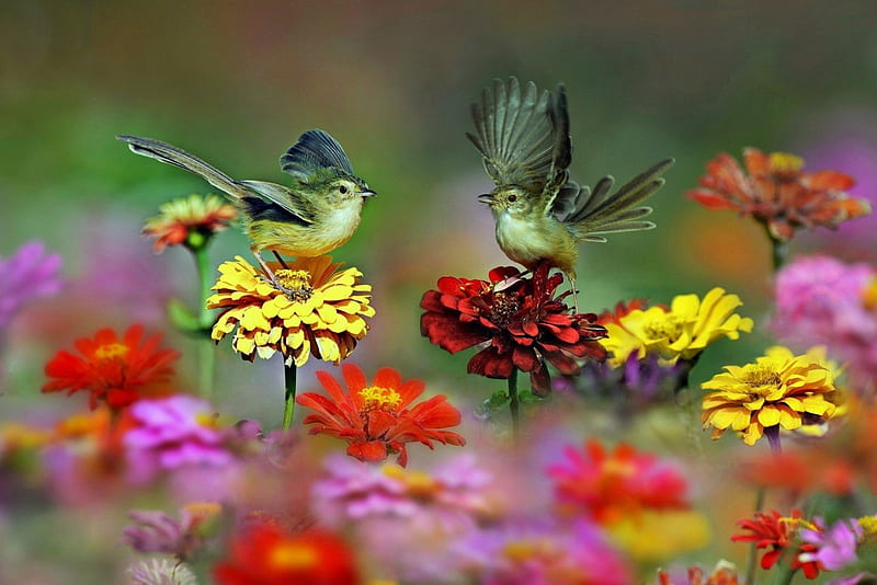 Birds on Flowers, red, Zinnia, blossoms, yellow, garden, nature, HD wallpaper