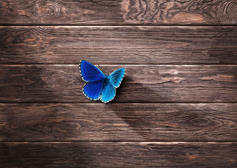 Butterfly , butterfly, animals, HD wallpaper