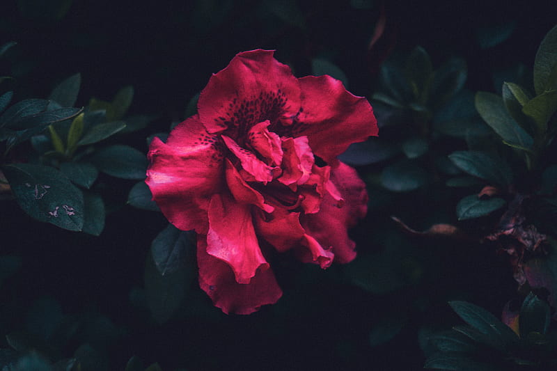 Red petaled flower, HD wallpaper | Peakpx