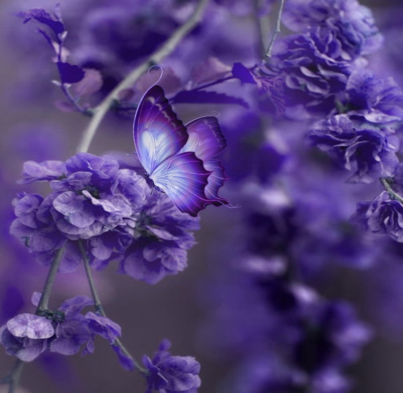 Beautiful purple, blossoms, flowers, purple, butterfly, HD wallpaper