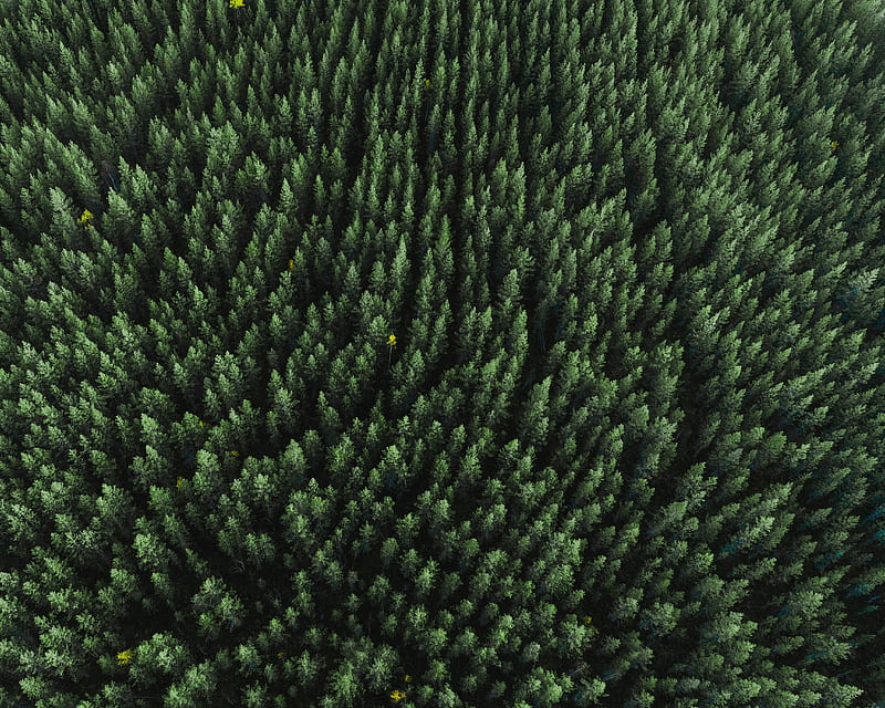 forest, aerial view, trees, treetops, conifer, HD wallpaper