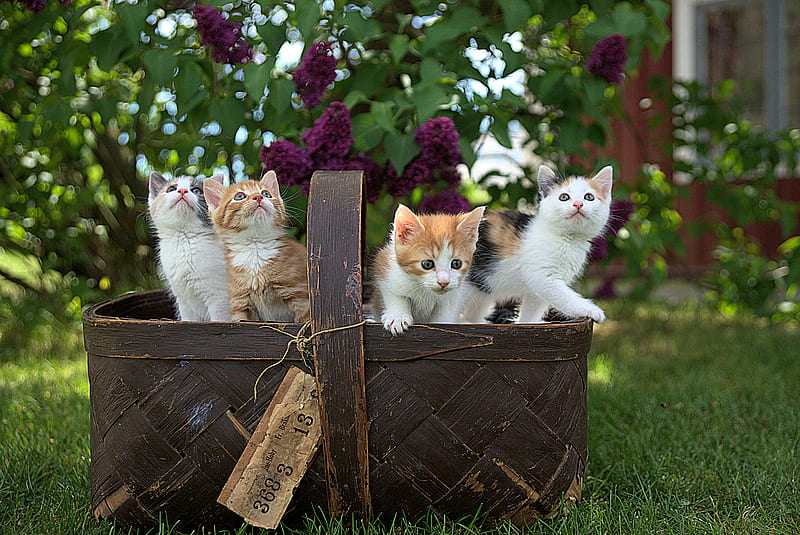 four assorted-color tabby kittens on brown basket, HD wallpaper