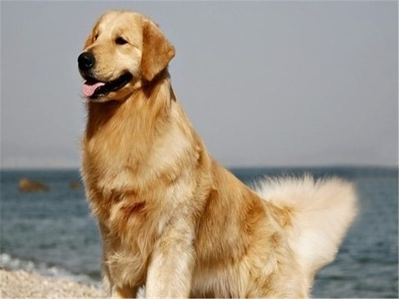 In beach dog, beach, mammal, puppy, dog, animal, sweet, HD wallpaper