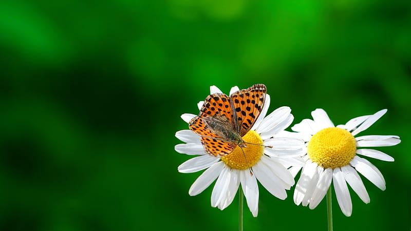 Butterfly on daisy Daisy, Butterfly, Flower, HD wallpaper | Peakpx