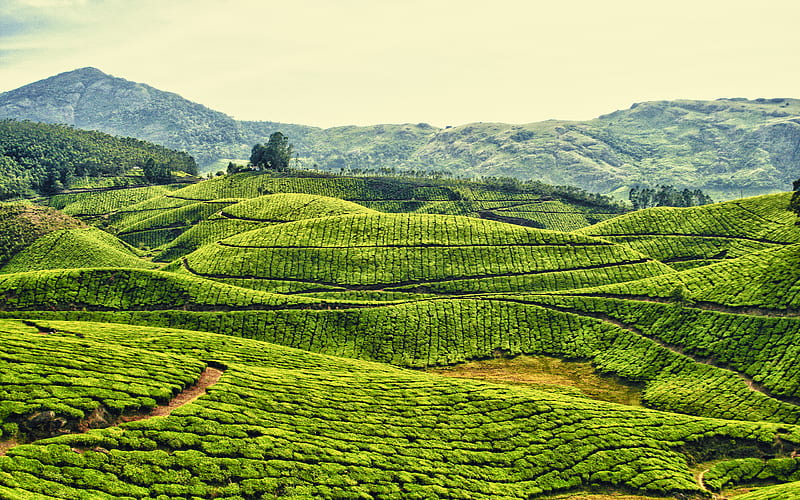Tea Plantation, hills, green, bonito, bushes, tea, field, HD wallpaper