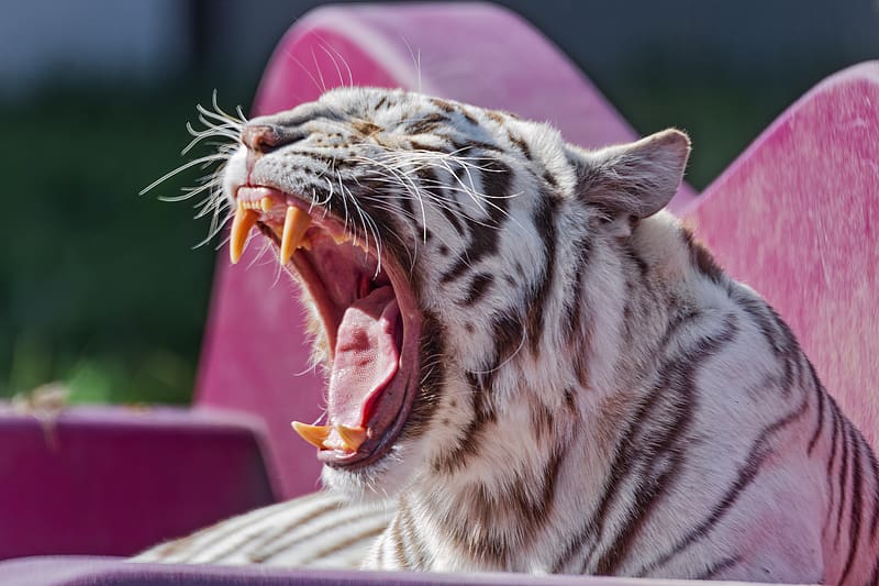 white tigress, tigress, tiger, grin, fangs, predator, HD wallpaper