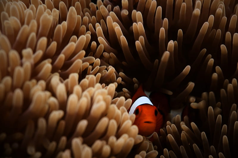 Clownfish Sea , clownfish, fish, animals, HD wallpaper