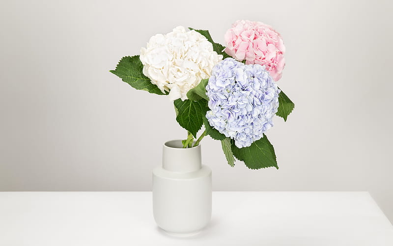 hydrangea, white vase with flowers, hortensia, beautiful bouquet, blue hydrangea, pink hydrangea, white hydrangea, HD wallpaper