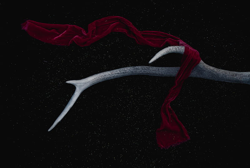 red scarf on antler, HD wallpaper
