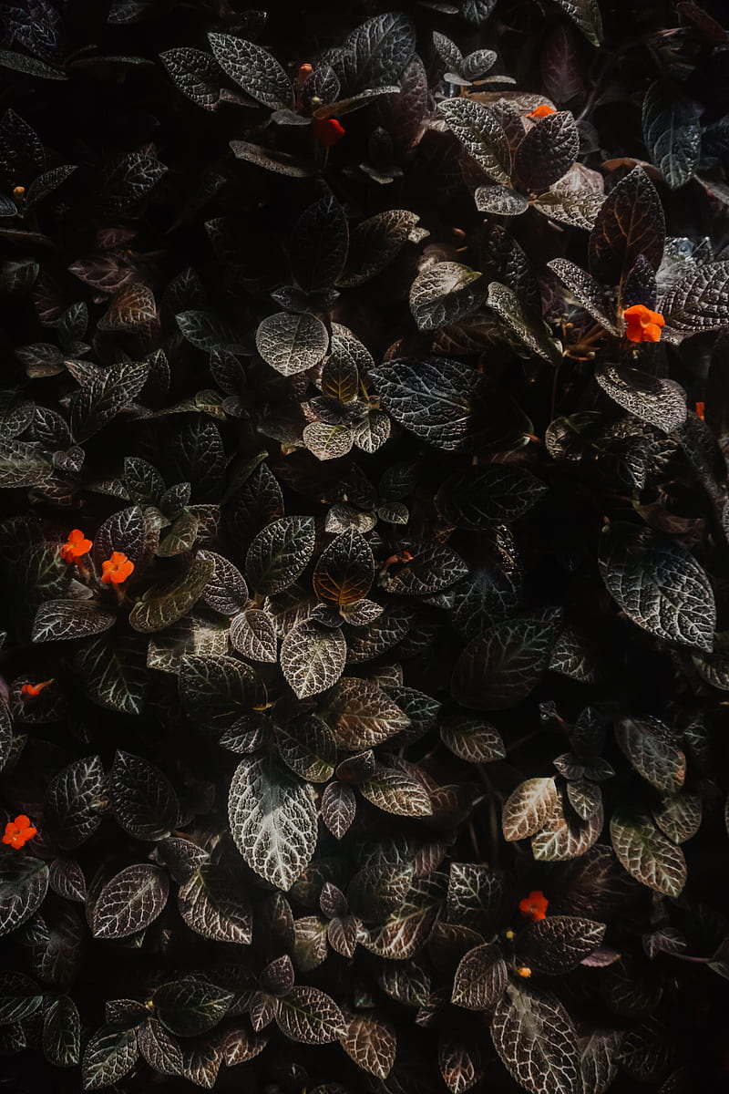 leaves, flowers, plants, macro, HD phone wallpaper