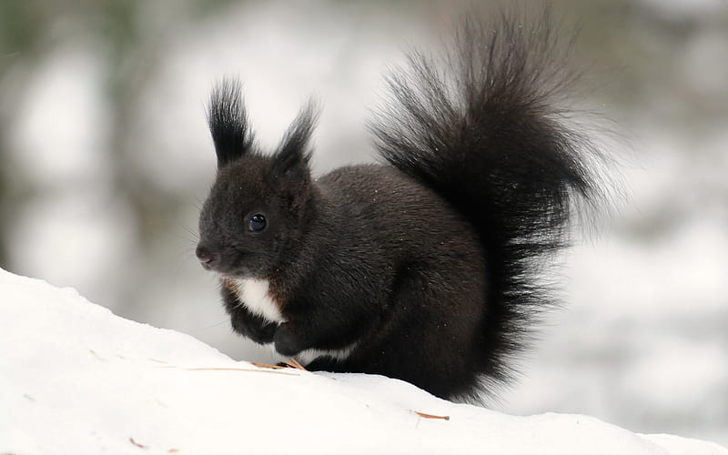 Sweet Black Squirrel, cute, sqirrel, black, animals, animal, winter, sweet, HD wallpaper