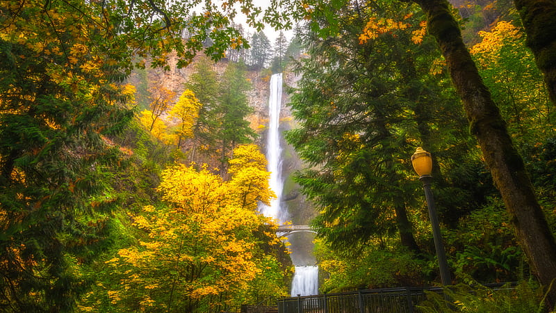 Multnomah Waterfalls Oregon Tree During Fall Nature, HD wallpaper
