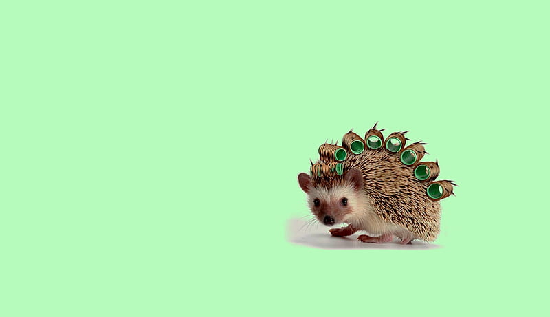 Funny hedgehog, cute, hedgehog, green, arici, child, funny, HD wallpaper