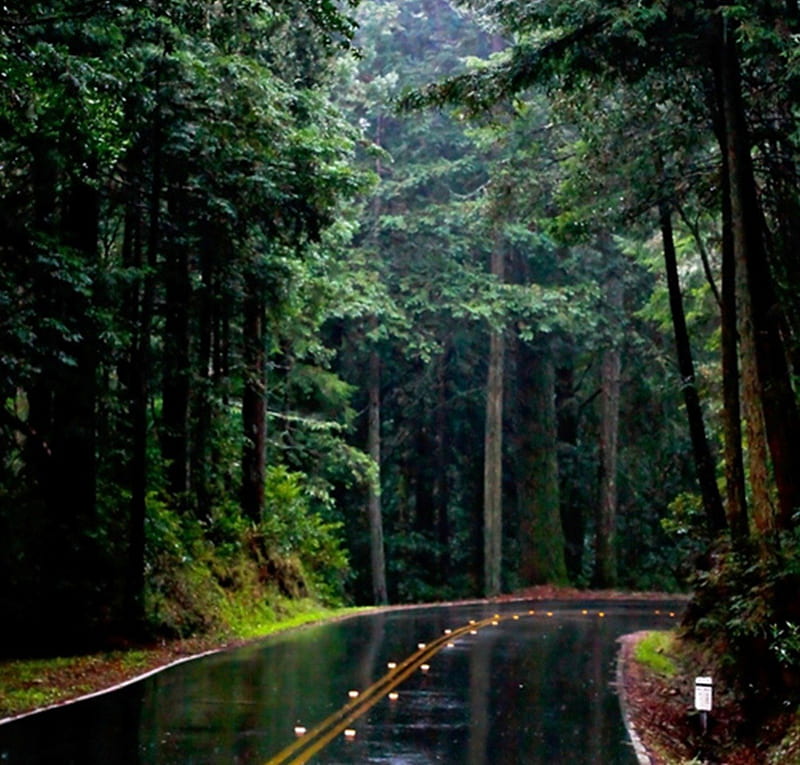 Rain Forest, nature, forests, rain, road, HD wallpaper