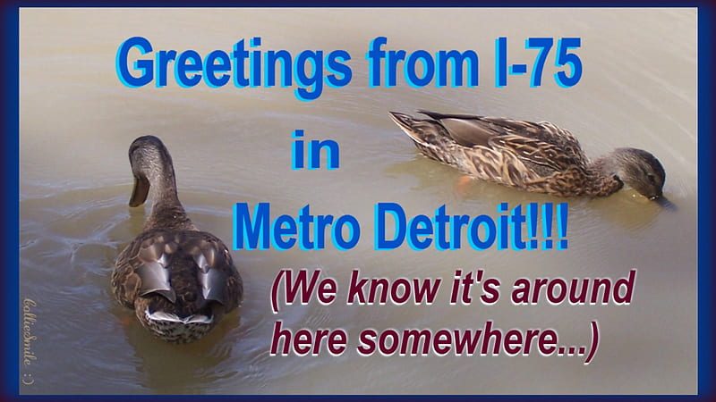 Getting Along Swimmingly in Metro Detroit..., border, wet, frame, damage, ducks, 1augh, Detroit, duck, co1d, flood, way, Michigan, Interstate, border1ine, highway, metro Detroit, fow1, waterfowl, water, humor, flooding, HD wallpaper