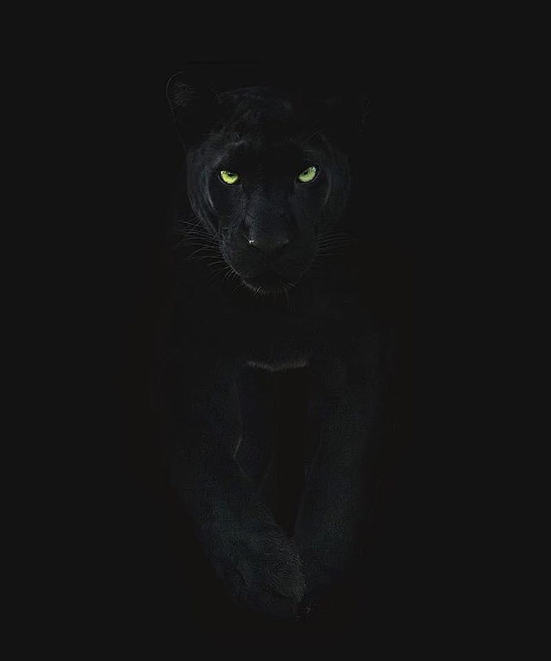 Black puma, cat, HD phone wallpaper