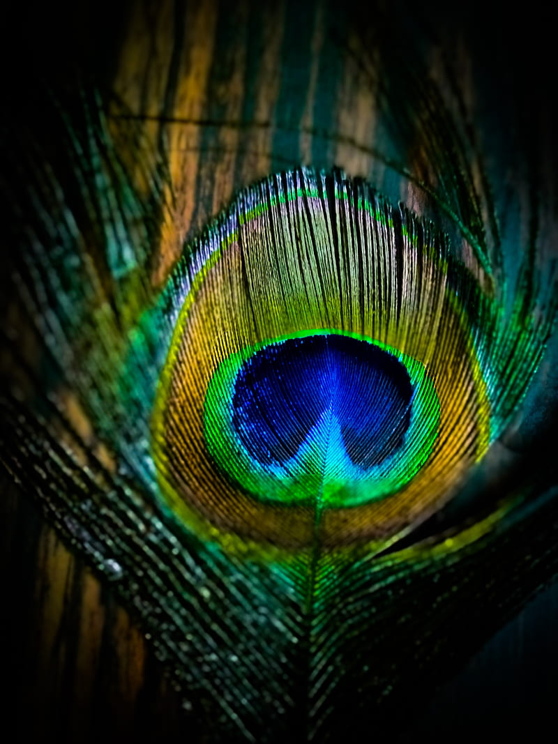Sign of Krishna, bird, feather, god, love, national, peacock, HD phone  wallpaper | Peakpx
