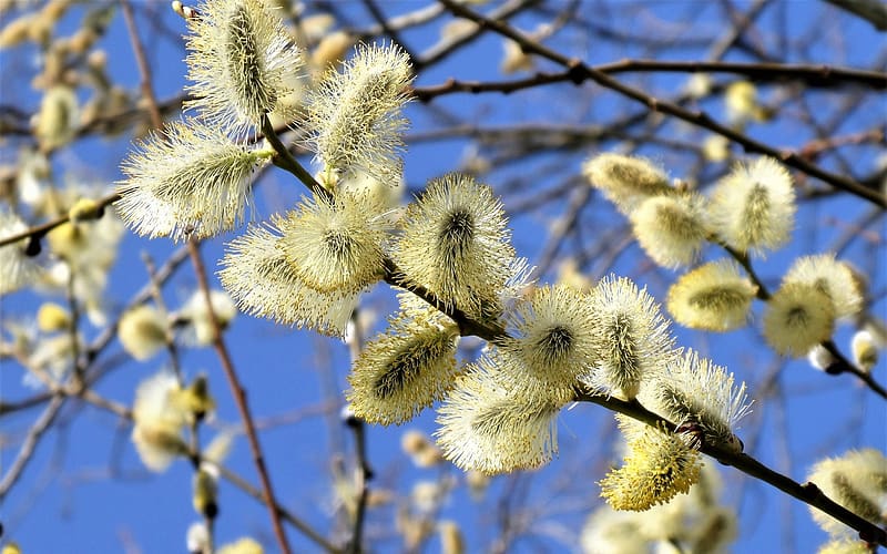 Willow Catkins, spring, macro, tree, HD wallpaper