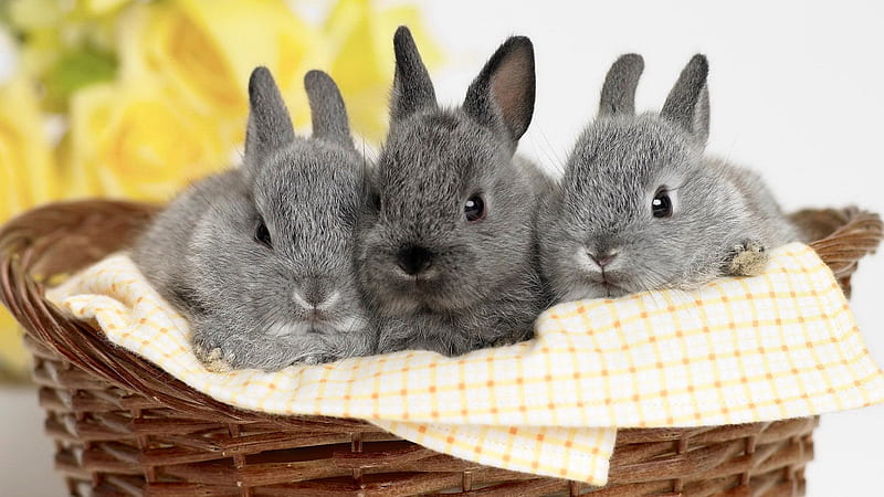 Three Cute Ash Rabbits In A Woven Basket Animals, HD wallpaper