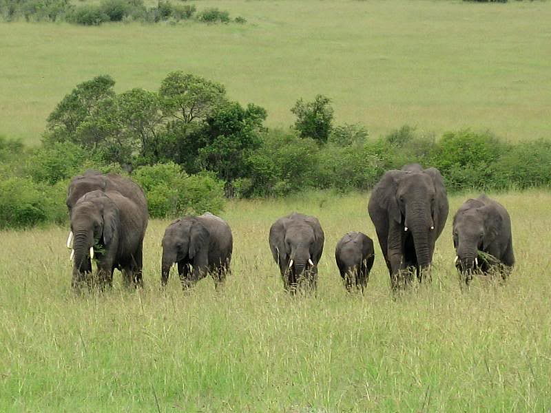 Elephants in Masai Mara, Kenya, kenya, trees, grass, elephant, HD wallpaper