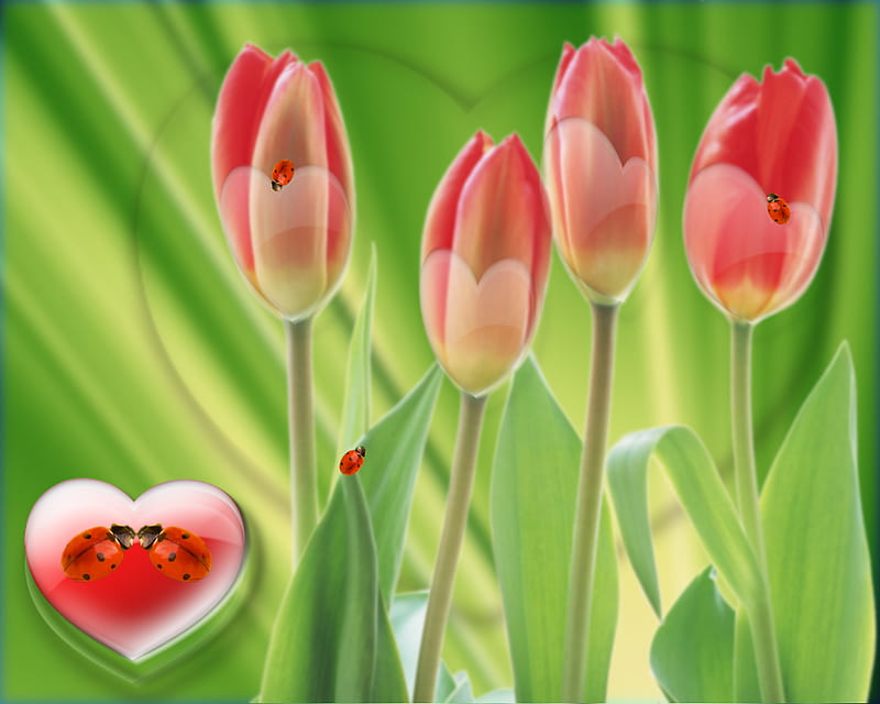 Tulip Love, red, grass, rose, box, carnation, green, color, flowers, tulip, blue, life, flower, lily, garden, earth, white, daisy, HD wallpaper