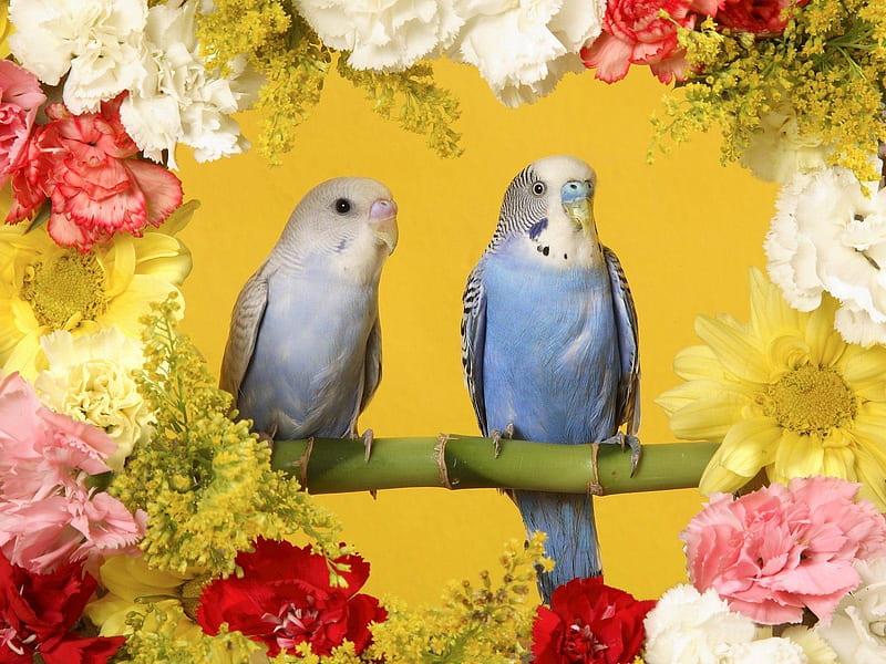 Parakeets, birds, flowers, animals, HD wallpaper