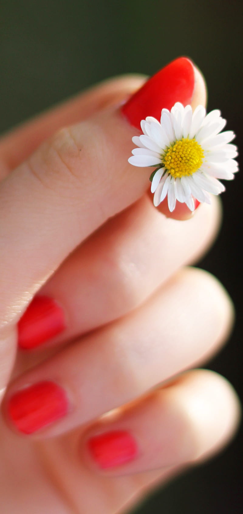 Flower and hand, daisy, flowers, HD phone wallpaper | Peakpx